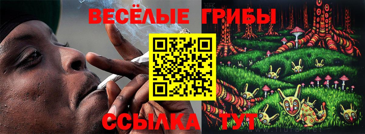 Псилоцибиновые грибы Psilocybe  Вход с VPN  Псилоцибиновые грибы прущие грибы  Находка 